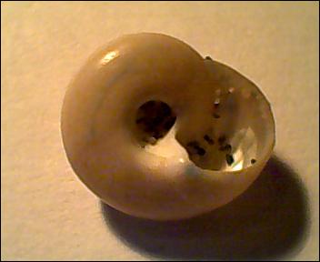 Gibbula da determinare